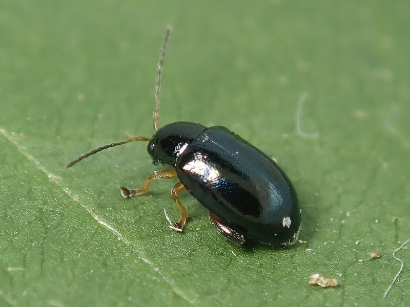 Chrysomelidae Alticinae: cfr. Aphthona sp.